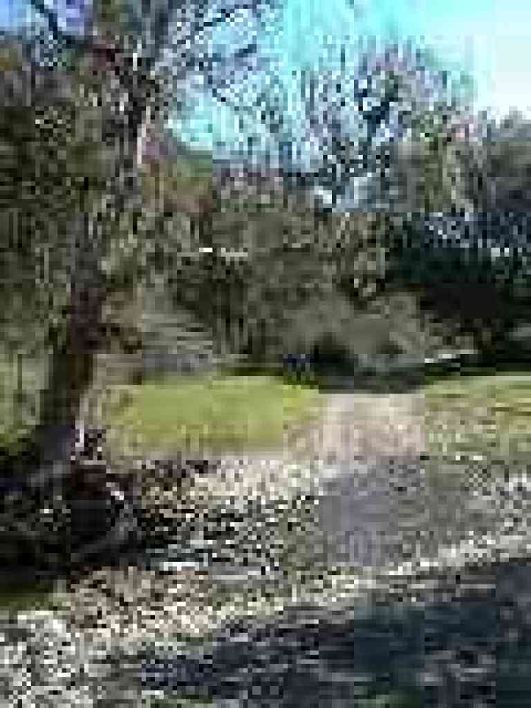 Sycamore at creek crossing