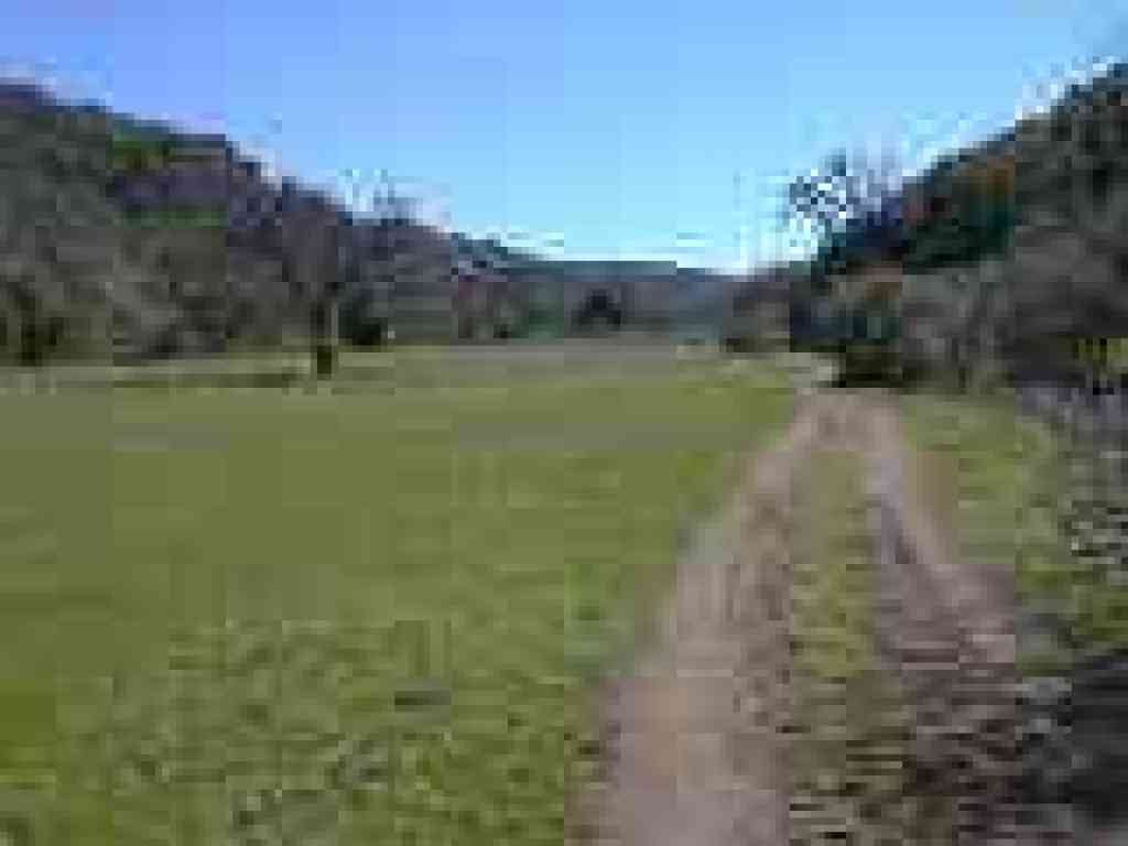 Oaks in a meadow