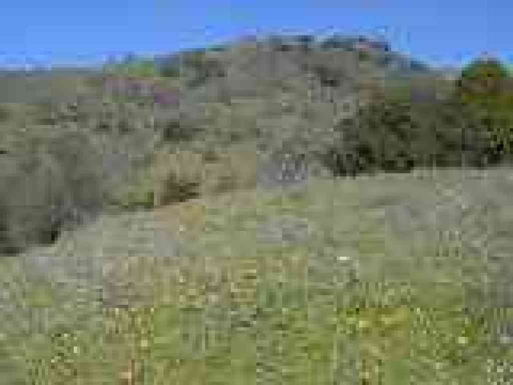 Henry Coe State Park photo