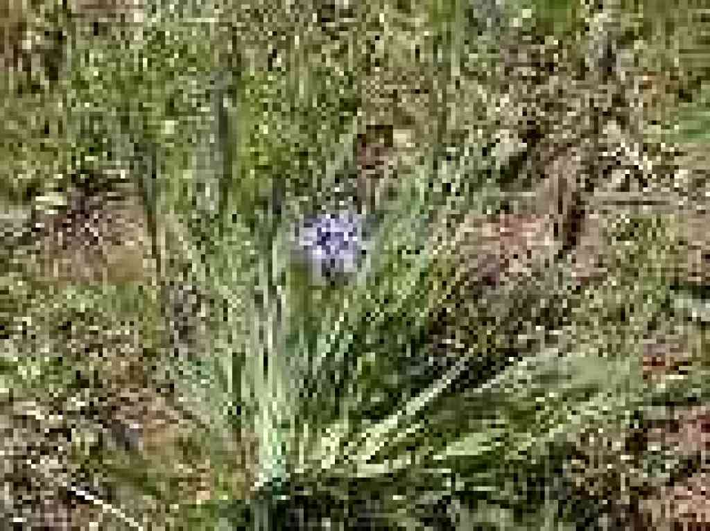 Blue eyed grass