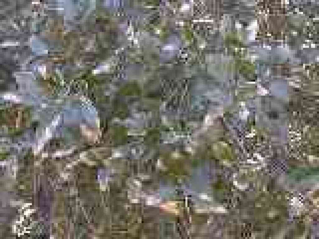 Coast live oak