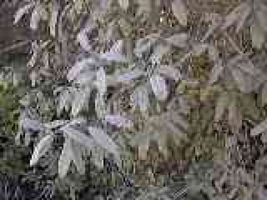 California coffeeberry