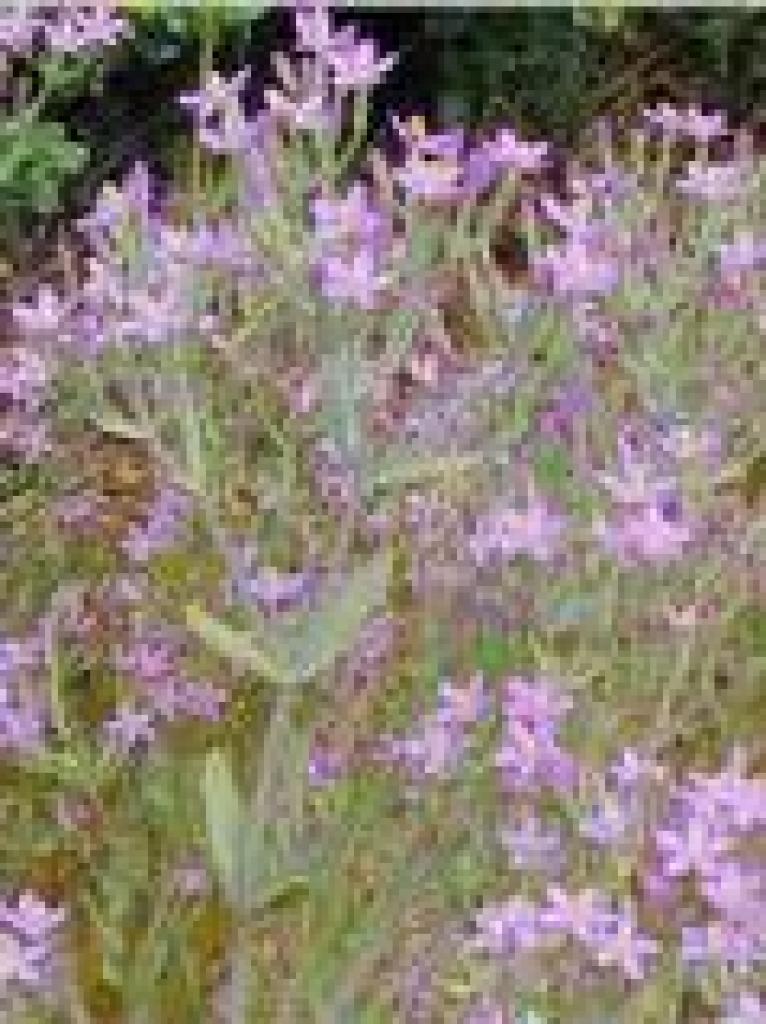 Centaury