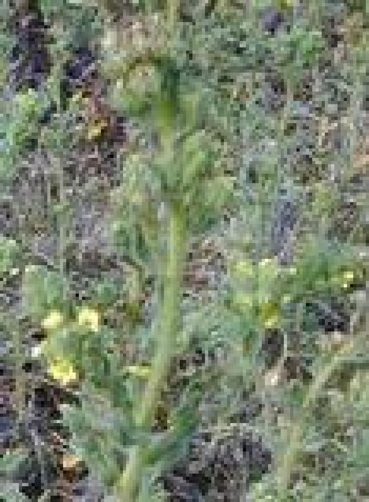 Tarweed