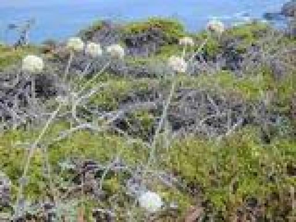 Buckwheat