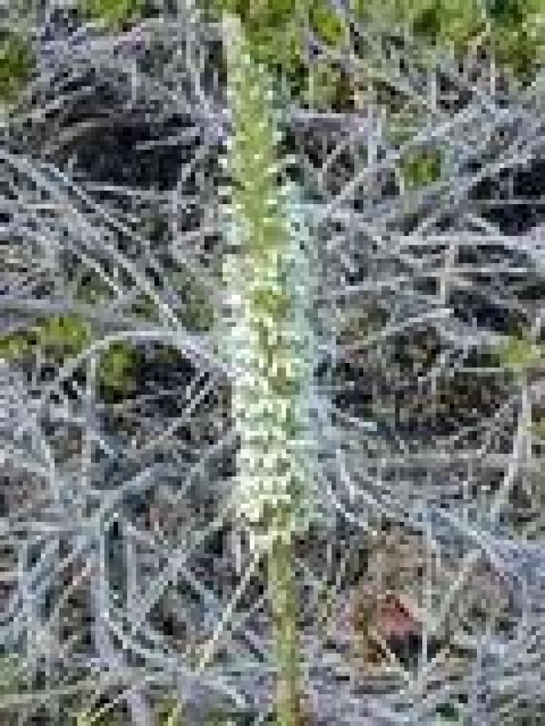 Bog orchid