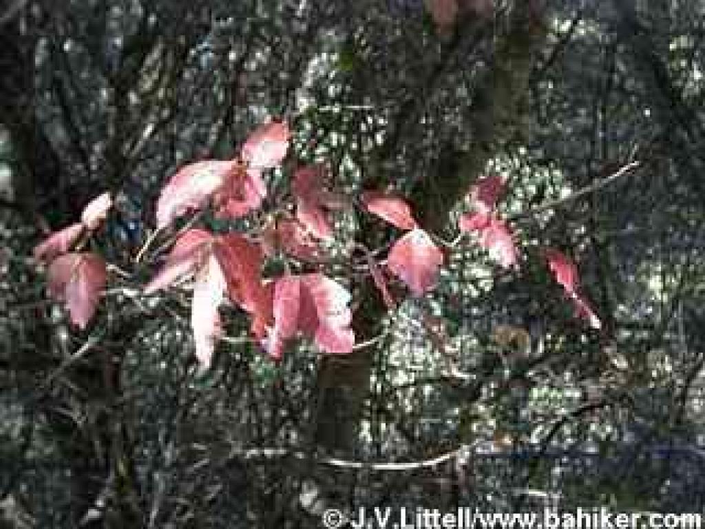 Poison oak photo