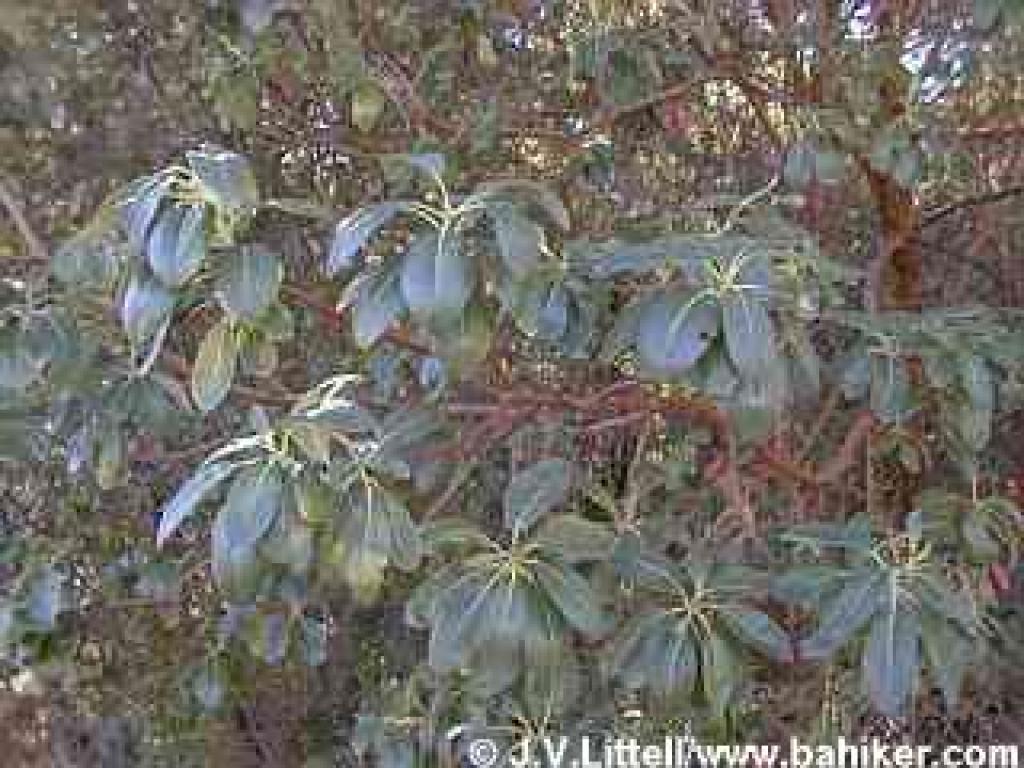 Madrone photo