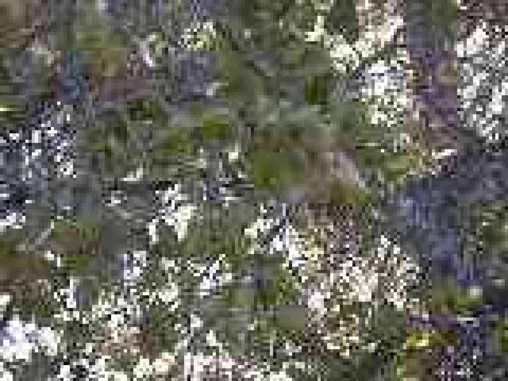 Oak