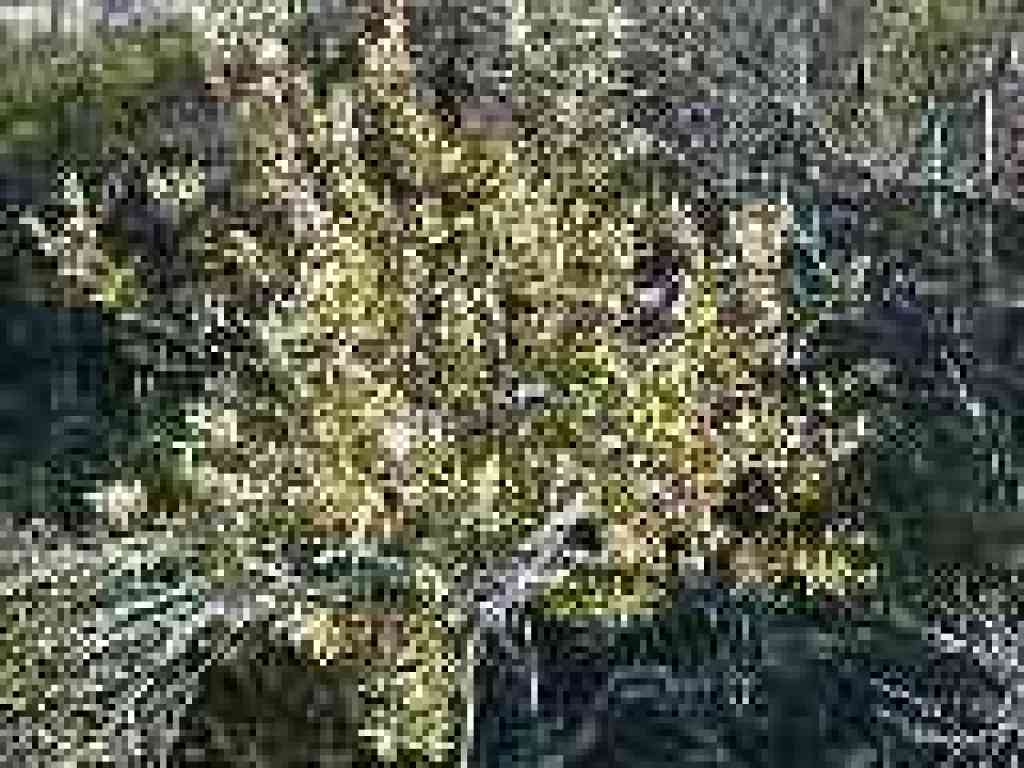 Coyote brush