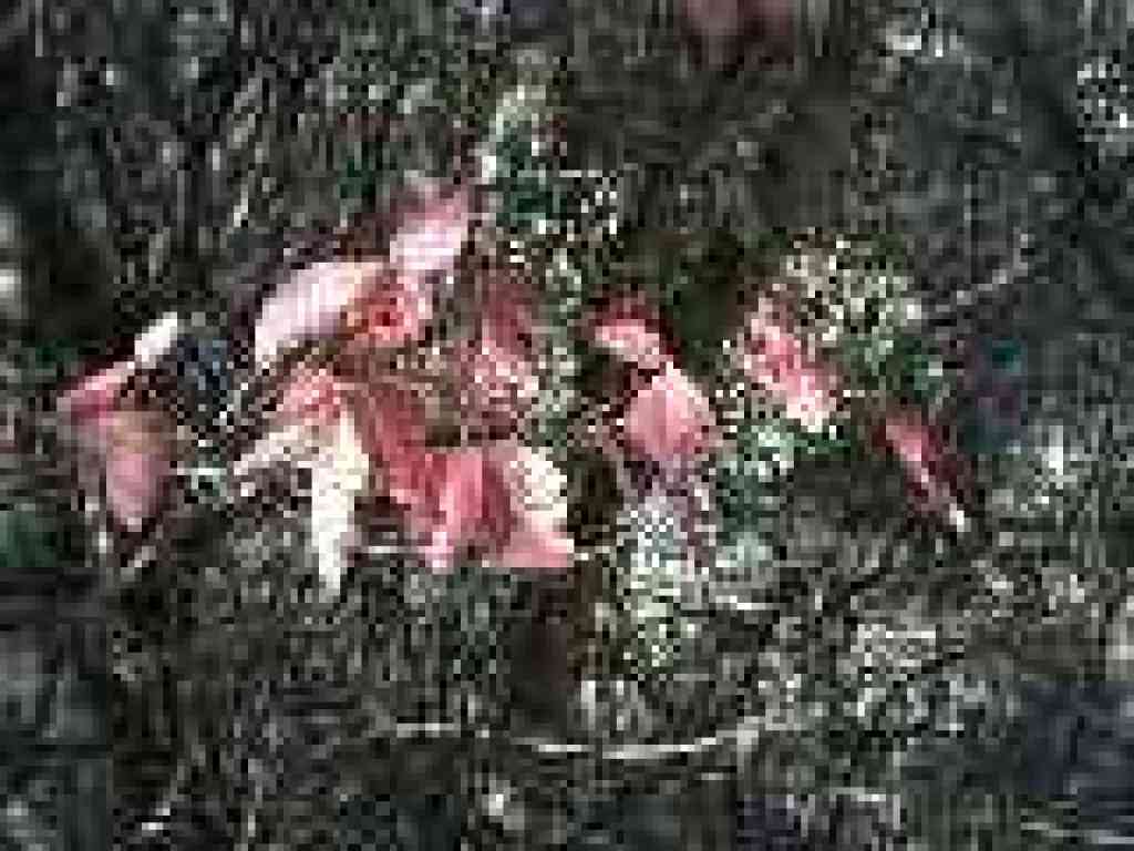 Poison oak