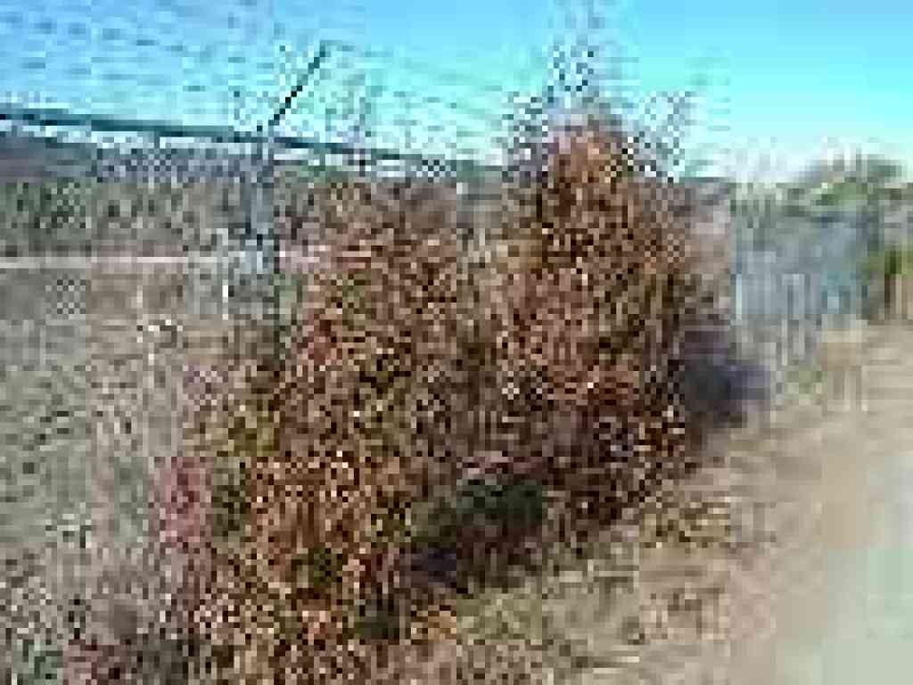 Poison oak