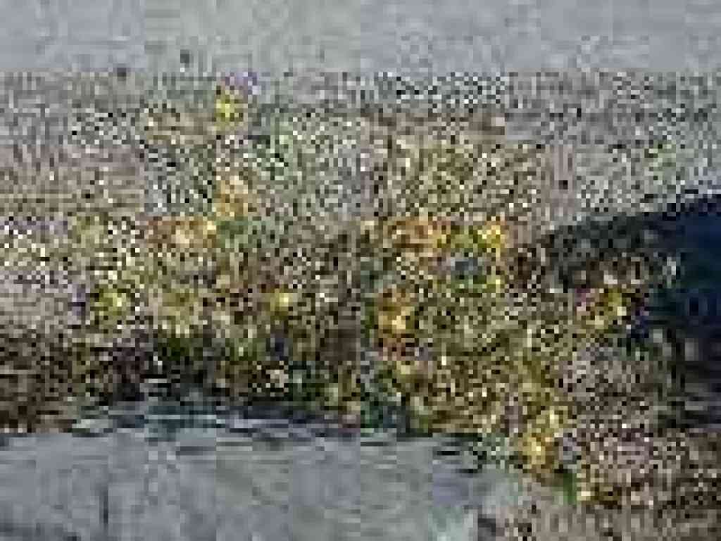 Yellow star thistle