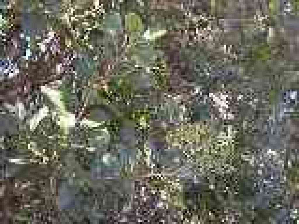 Toyon
