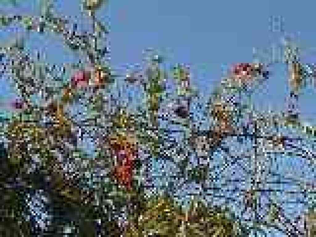 Honeysuckle