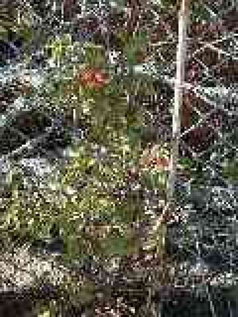 Rose hips