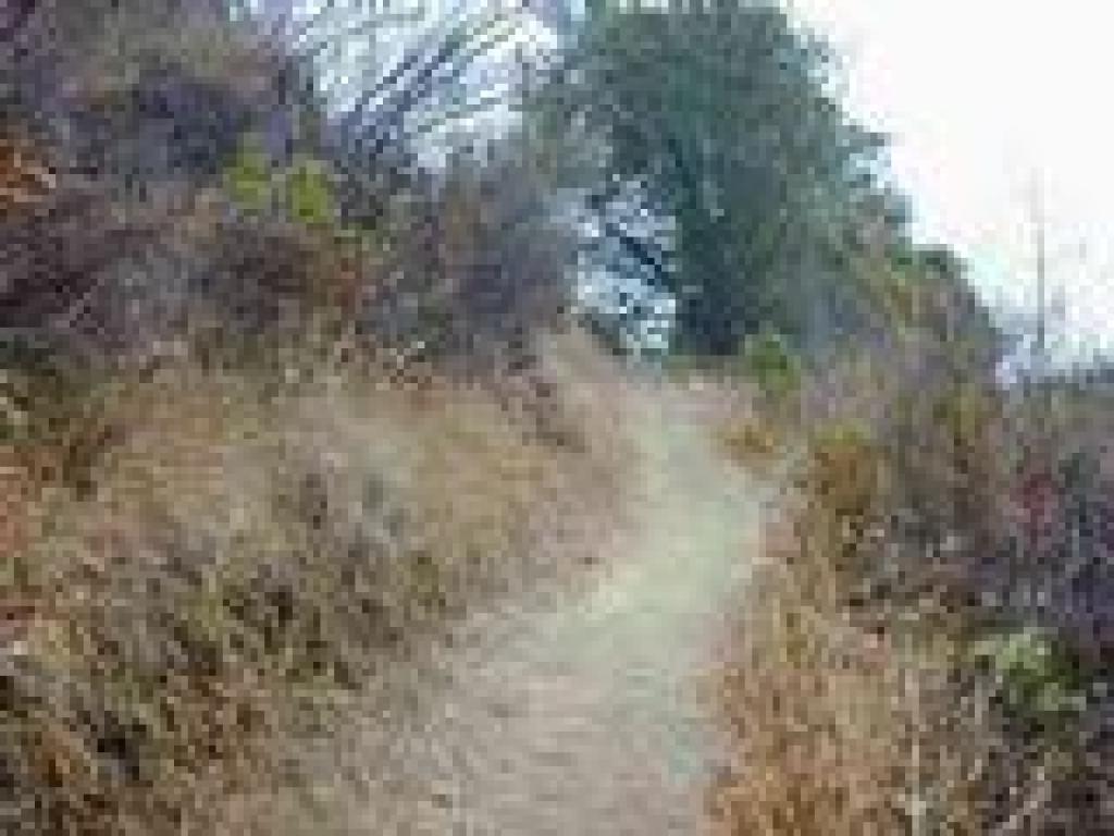 Climbing through chaparral