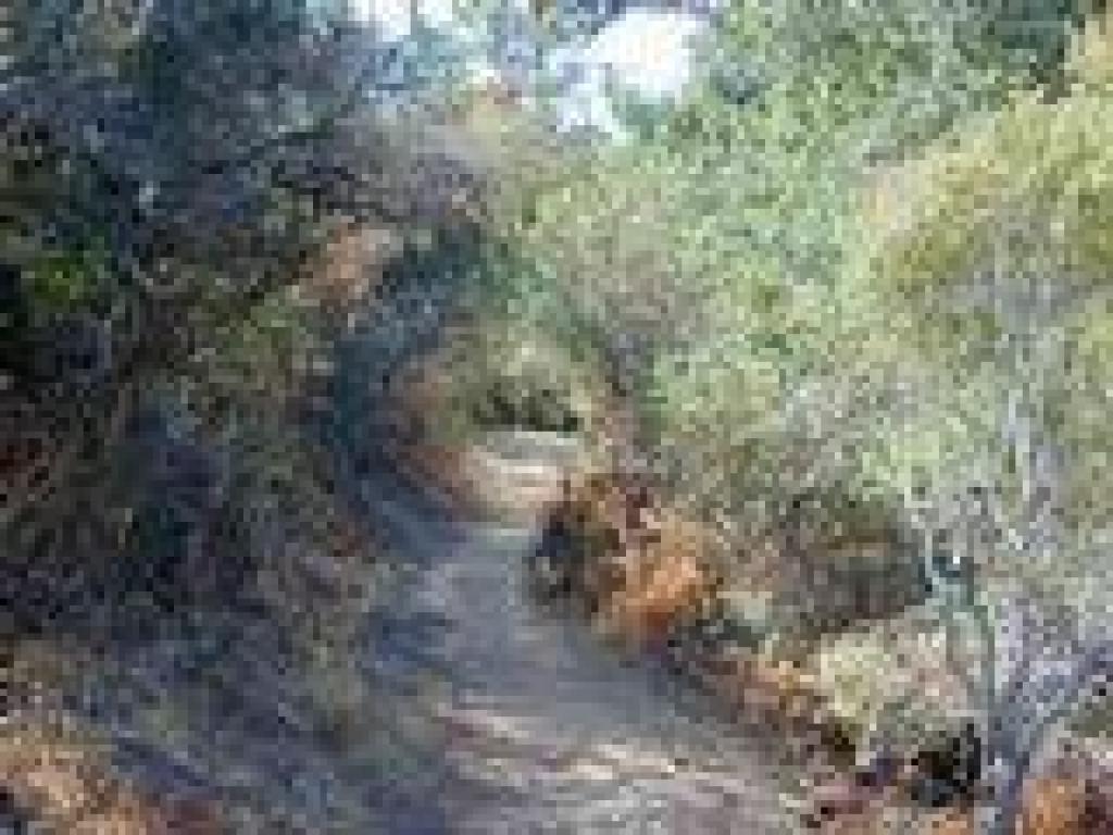 Winding through chaparral