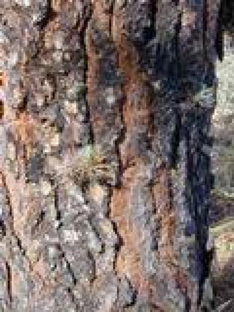 Pine