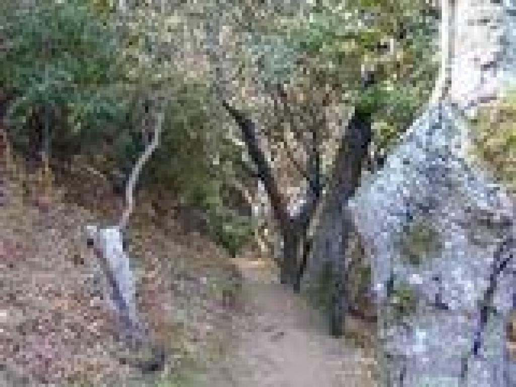 Back in the woods