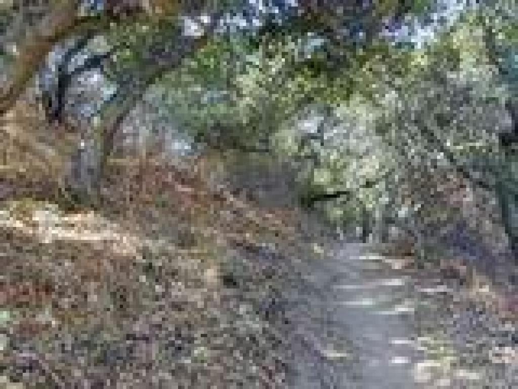 Another wooded section