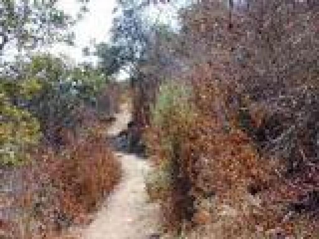 Big Canyon Trail