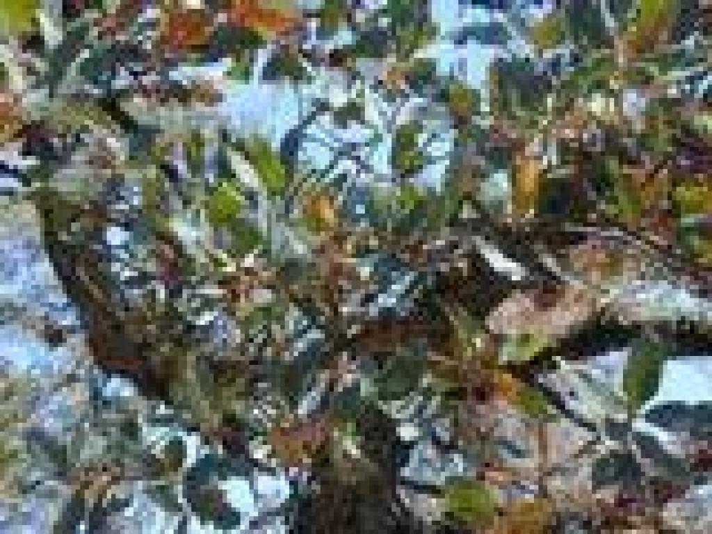 Blue oak leaves