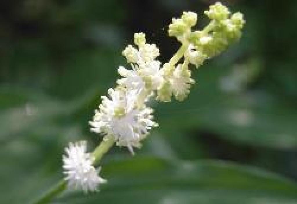 Fat Solomon's seal