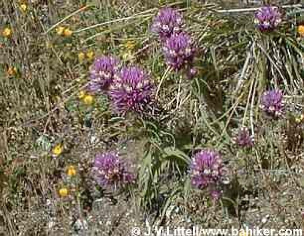 Owl's clover photo