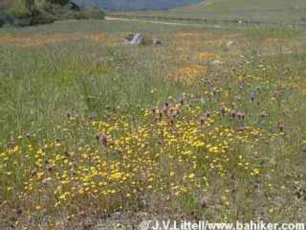 Owl's clover and goldenfields photo