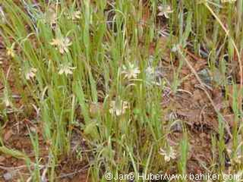 Douglas's microseris