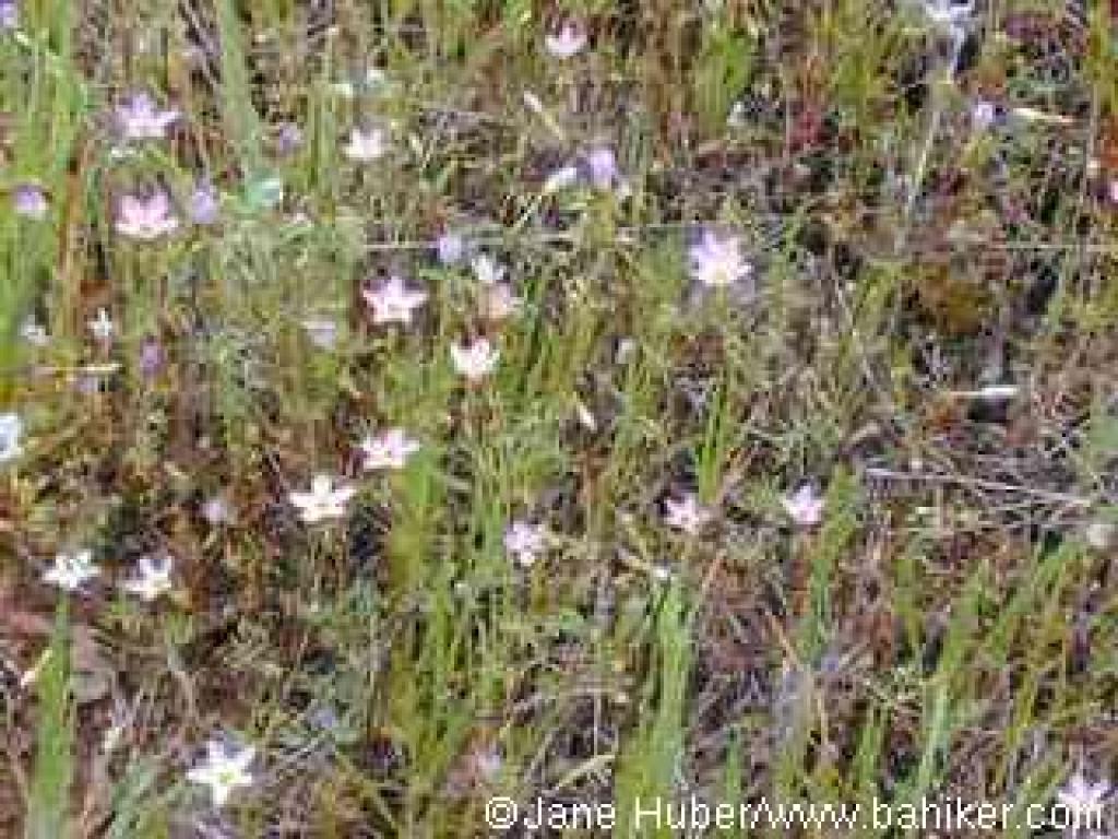 Serpentine linanthus