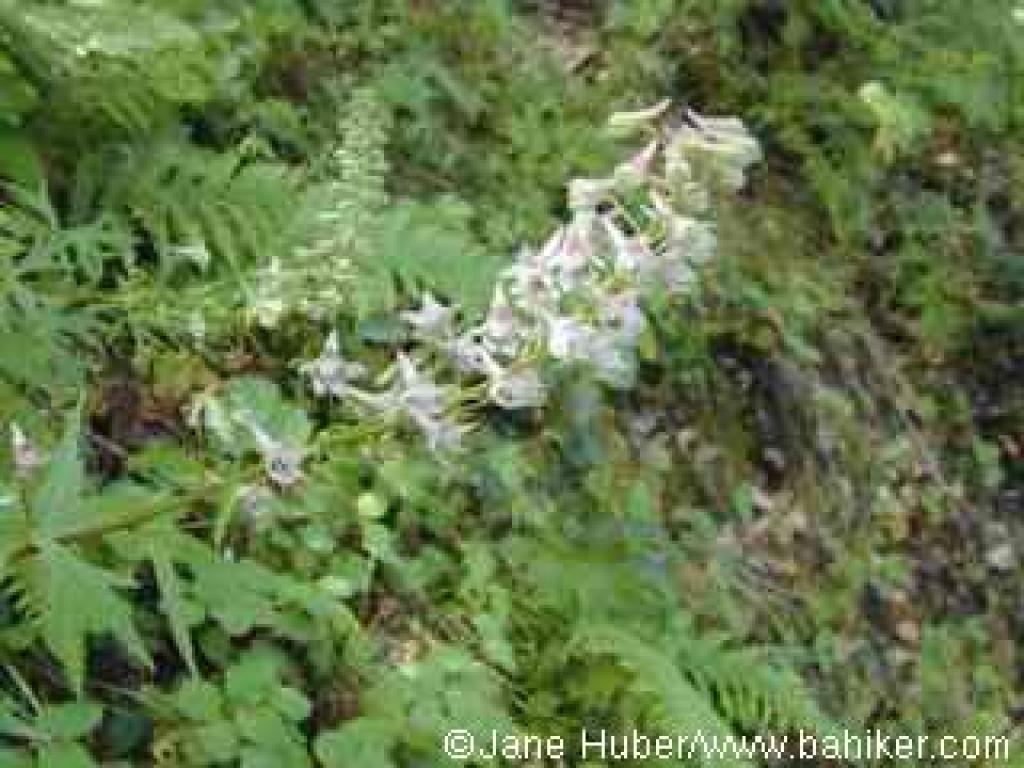 California larkspur