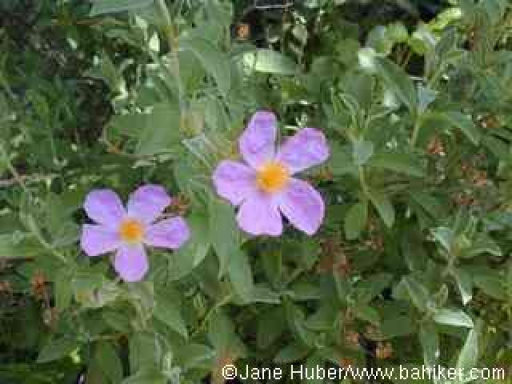 Rock rose