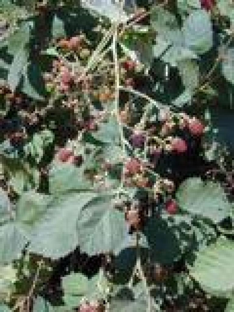 Blackberries