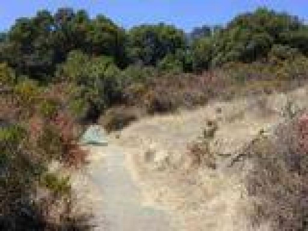 Ascending through grassland