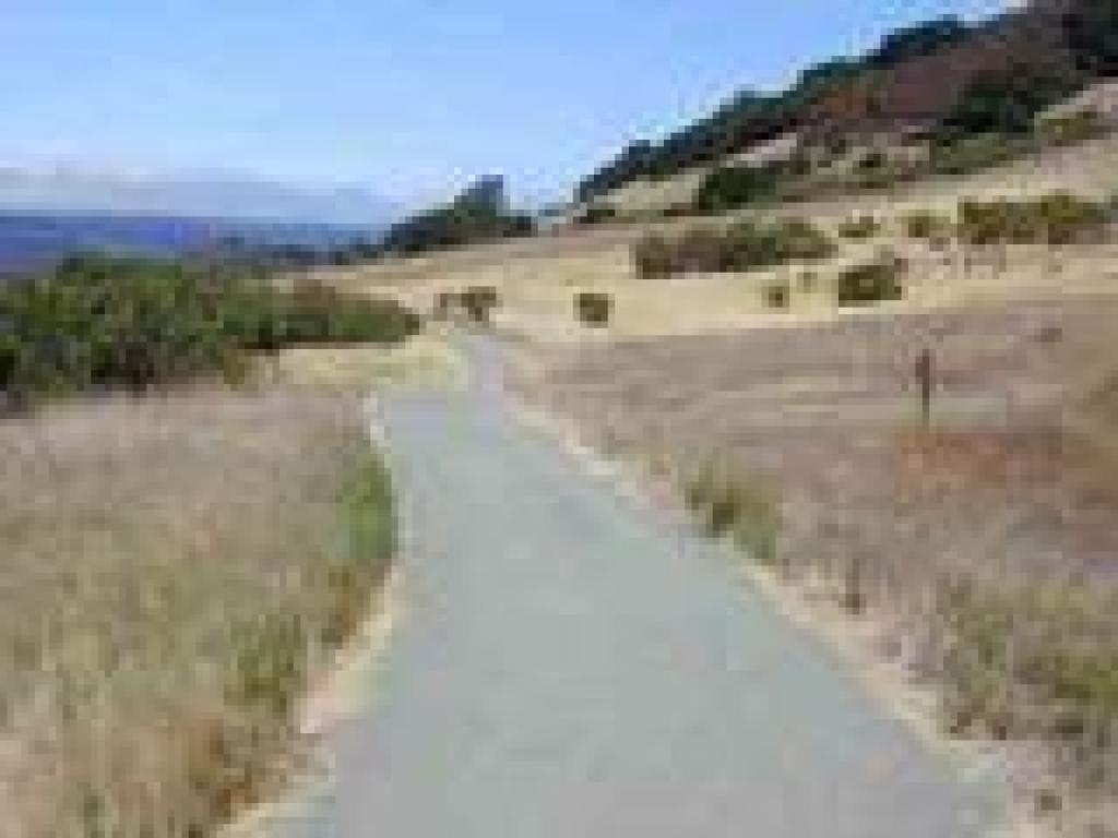 I often see a jackrabbit near here