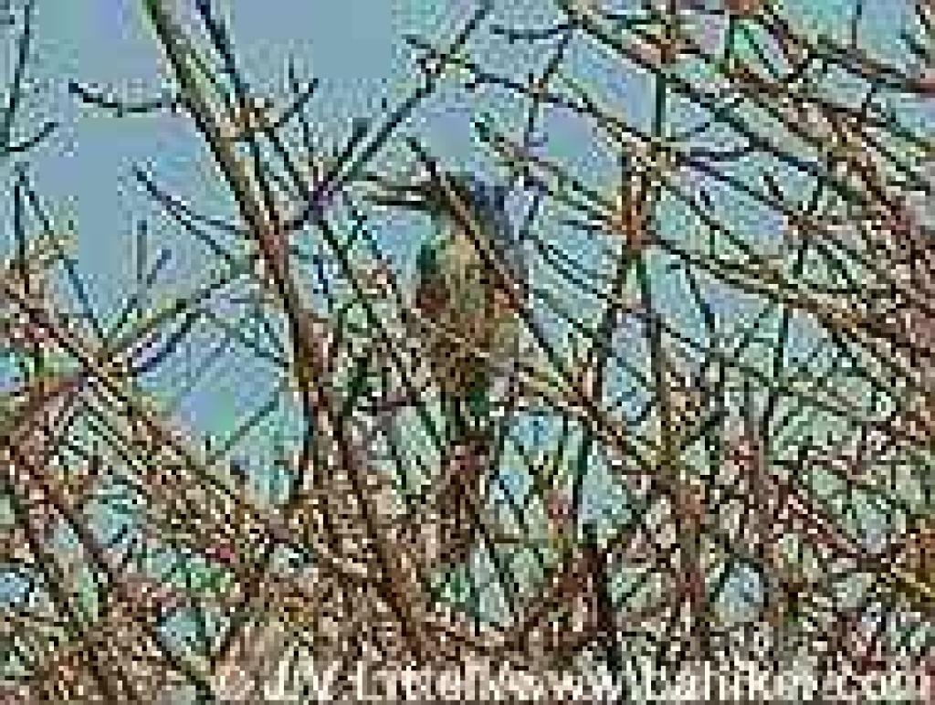 Scrub jay