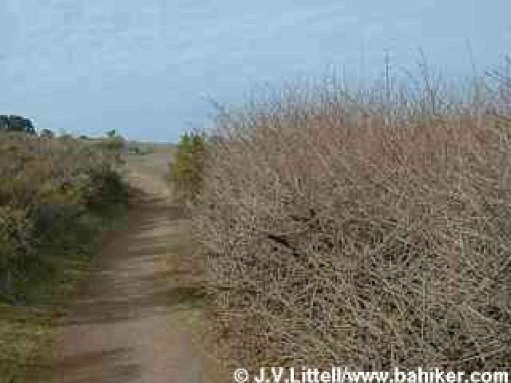 Poison oak photo