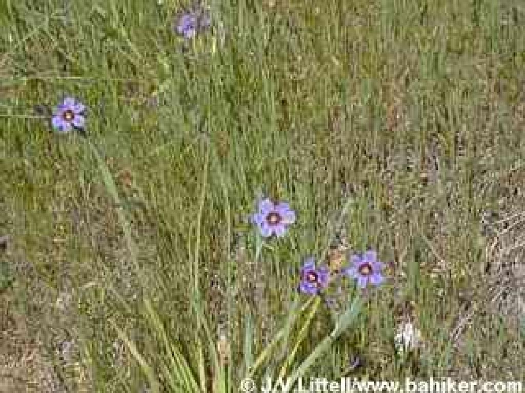 Blue-eyed grass photo