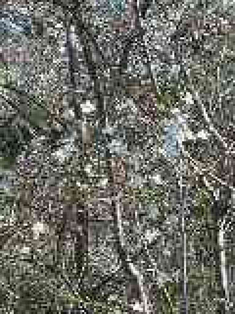 Flowering fruit tree