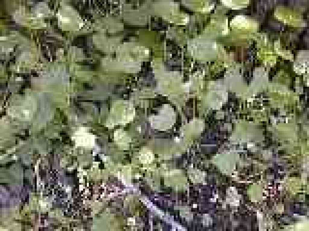 Miner's lettuce