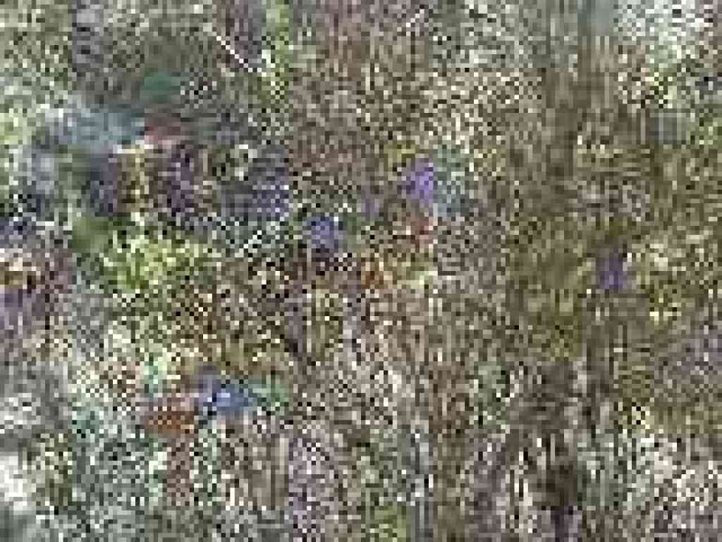 Blue witch nightshade