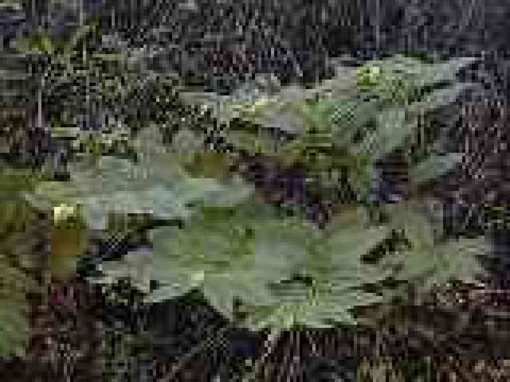 Slim solomon's seal?