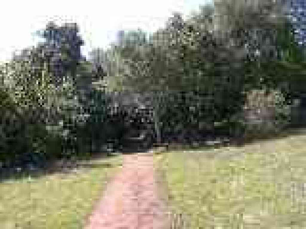 About to enter the woods again