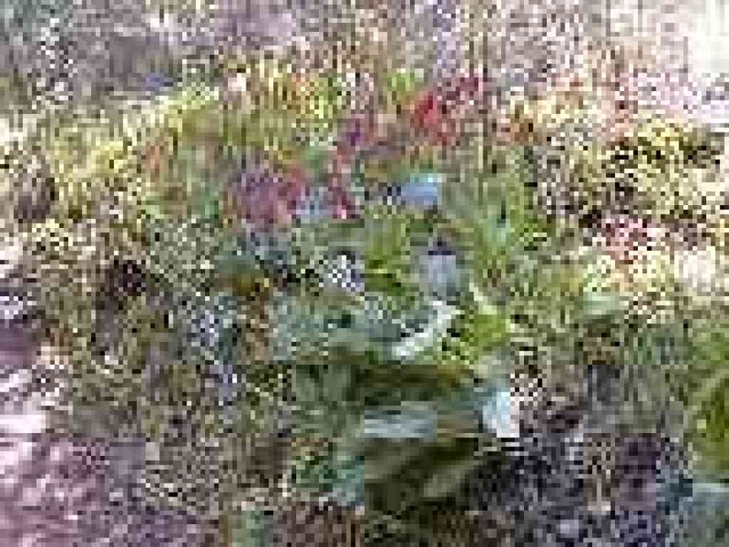 Hound' tongue and indian warrior