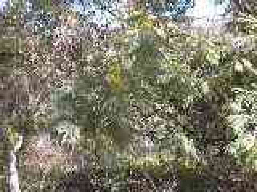 Acacia