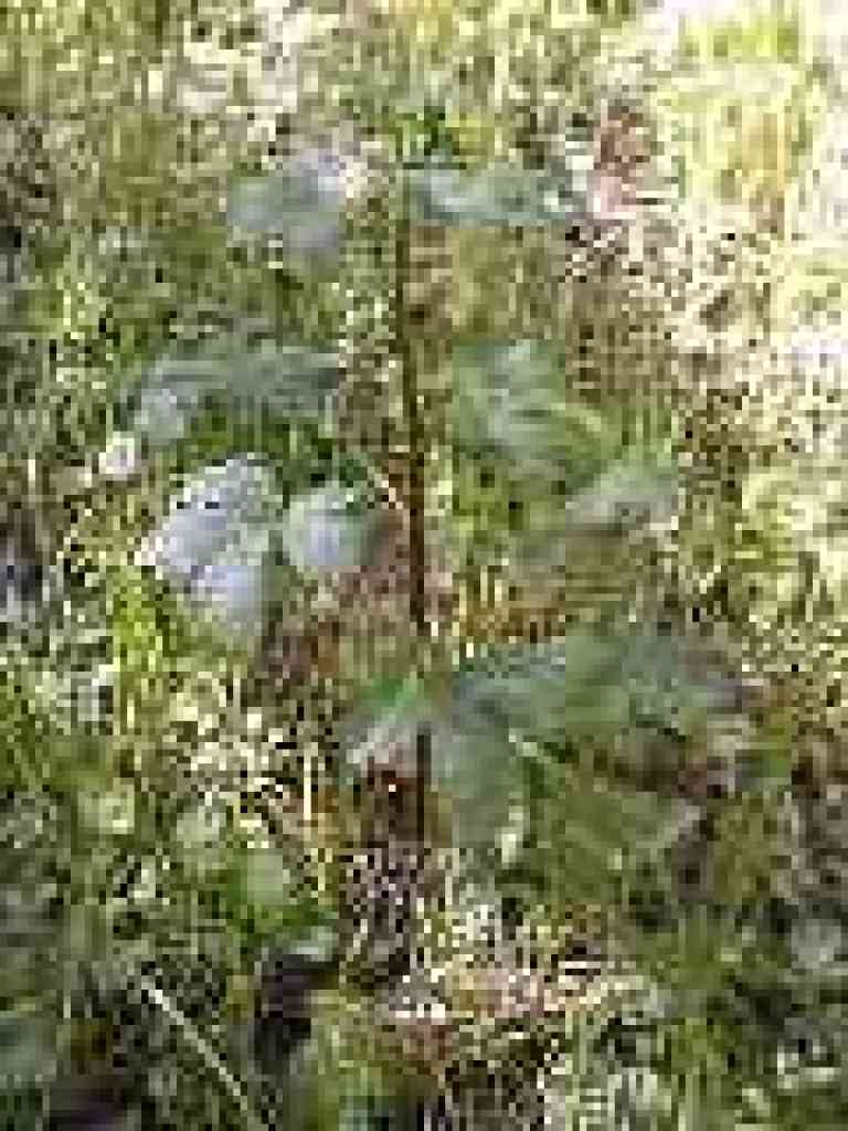 Snakeroot