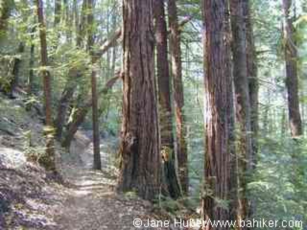 El Corte Madera Creek Trail