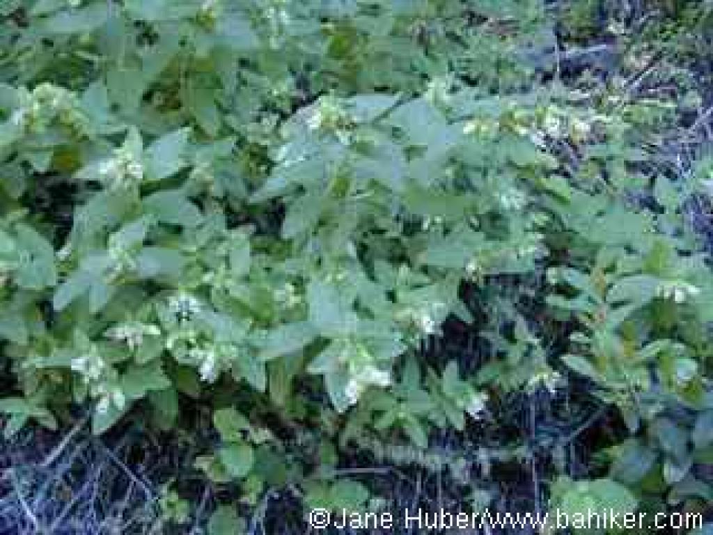 Pitcher sage